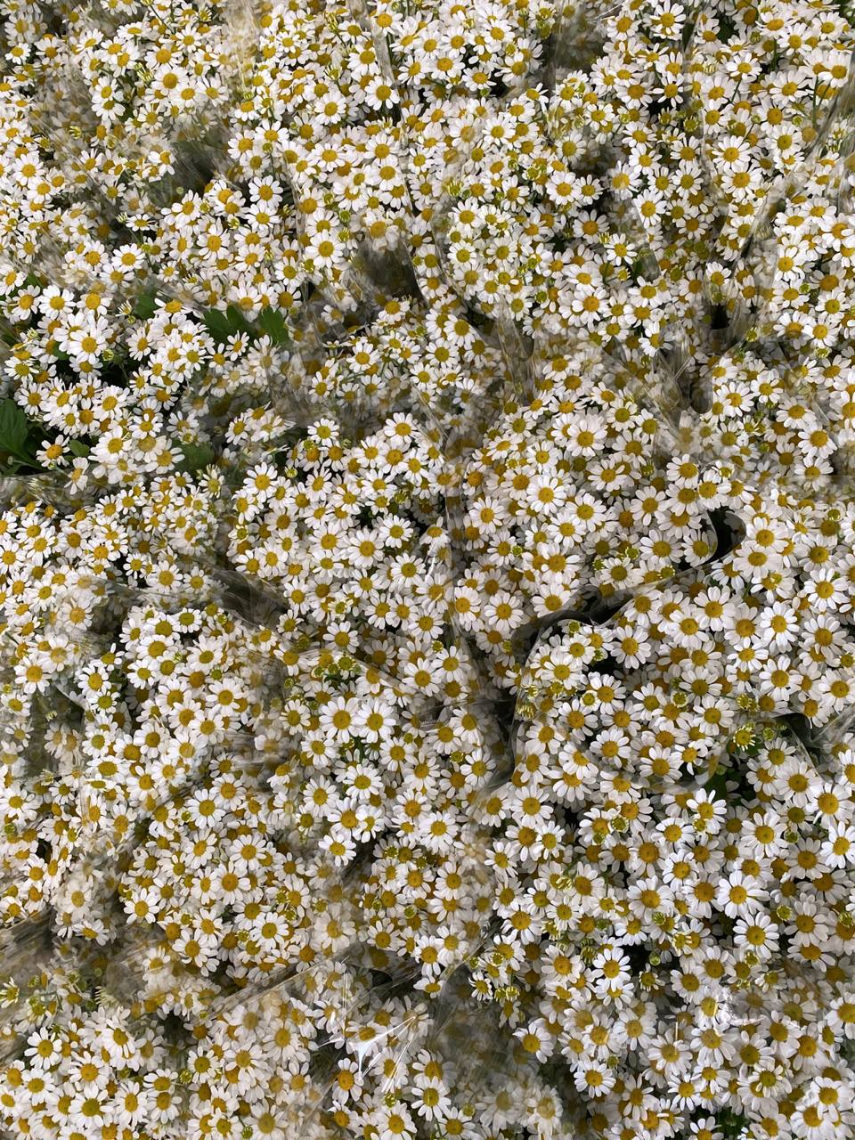 Tanacetum  Kamilla (Танацетум  Камилла) В60