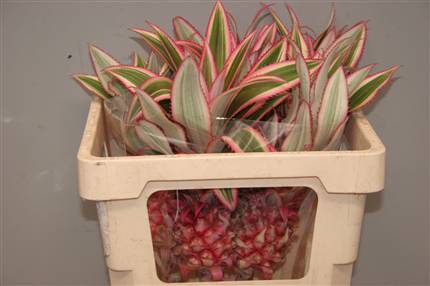 Ananas (Ананас)