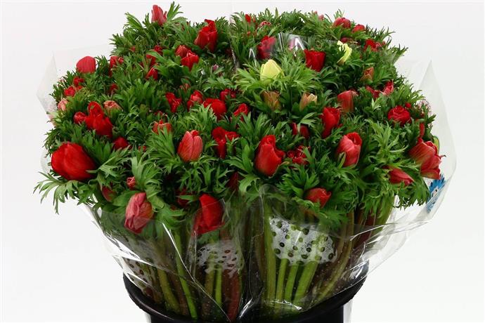Anemone Red (Анемон Ред) В40