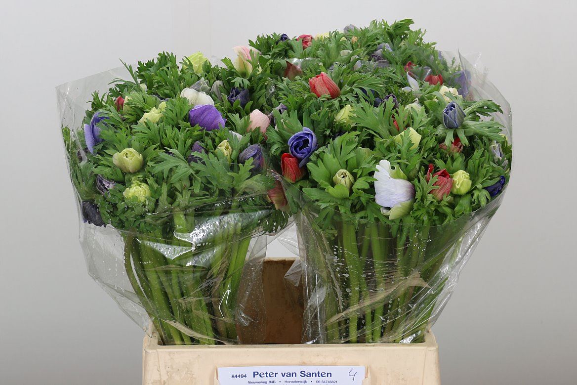 Anemone Co M L Mixed (Анемон Ко Миксд) В40