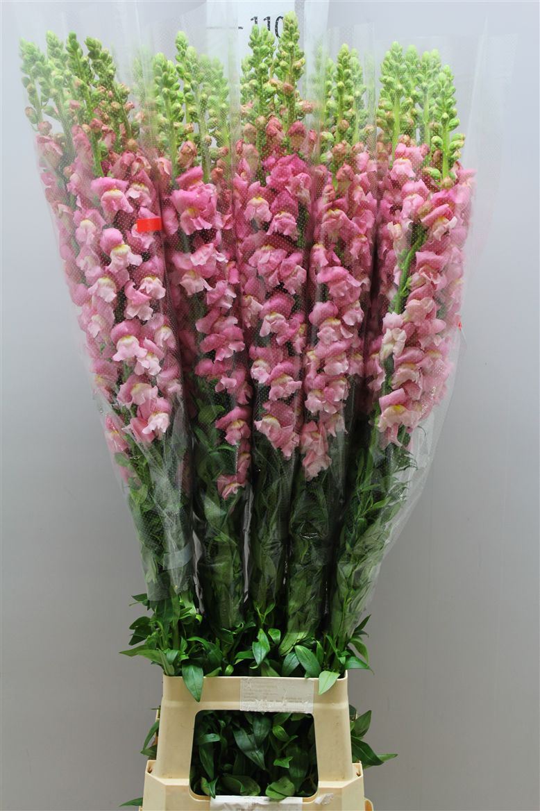 Antirrhinum - Fr. Pink (Антирринум Фр Пинк) В110