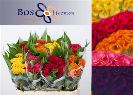 Celosia mix in bucket (Целозия микс ин букет) В70