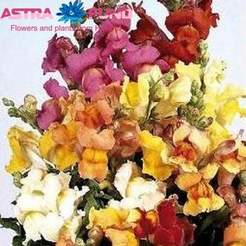 Antirrhinum Gemengd (Антирринум Геменгд) В75