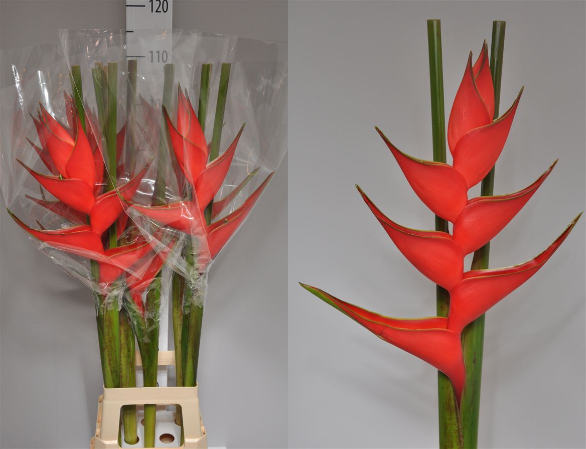 Heliconia Iris Banochie (Хеликония Ирис Баночие)