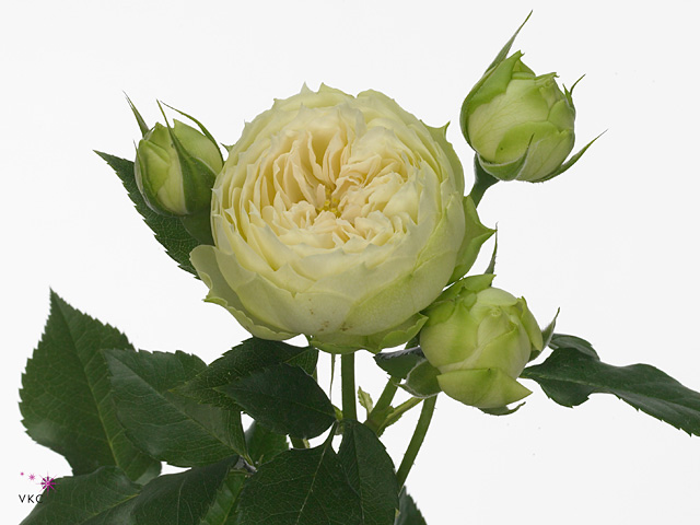 Rosa tr blanchette(Роза Тр Бланшетт) В70