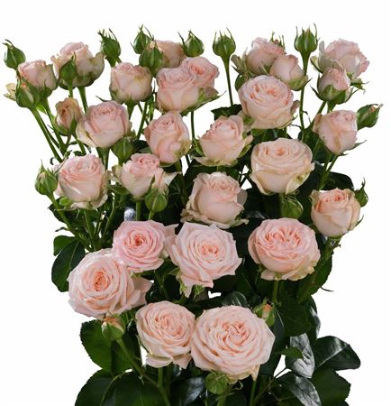 Rosa Tr Bombastic (Роза Тр Бомбастик) В70