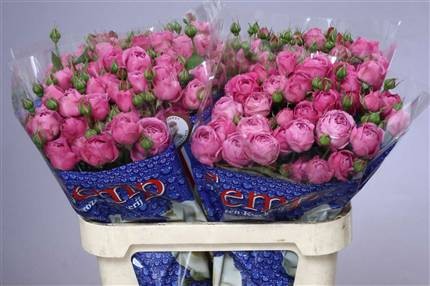 Rosa tr misty bubbles (Роза тр. Мисти Бабблс) В50