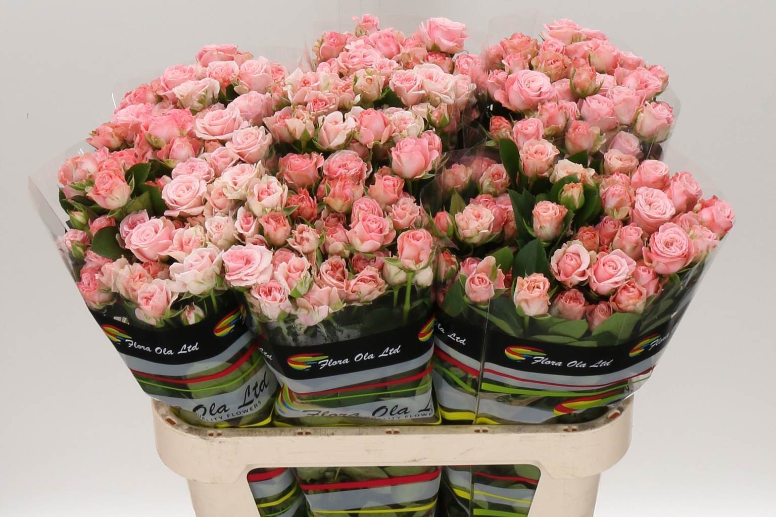 Rosa Tr Madam Bombastic (Роза куст Мадам Бомбастик) В60
