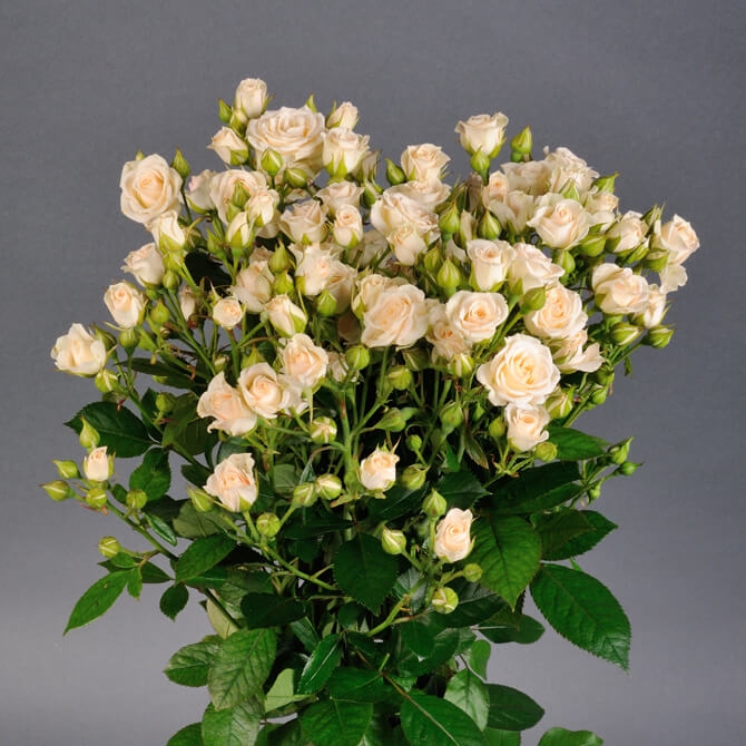 Rosa Tr Cream Gracia (Роза Тр Крем Грация) В70 ROSE HILL
