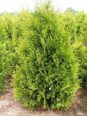 Туя западная Golden Brabant (Голден Брабант)