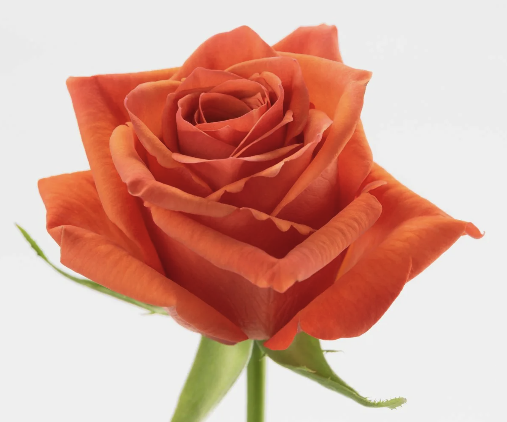 Rosa Hilux ( Хайлюкс ) В70 Star Roses