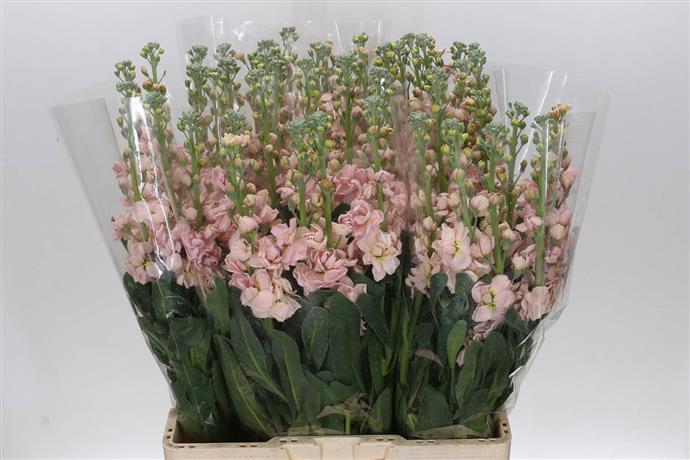 Matthiola Iron Apricot (Маттиола Айрон Априкот) В65