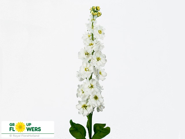 Matthiola Anytime White (Маттиола Энитайм Вайт) В55