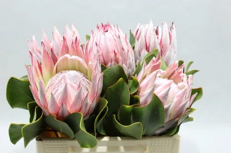 Protea Cynaroides (Протея Цинаоридес) В70