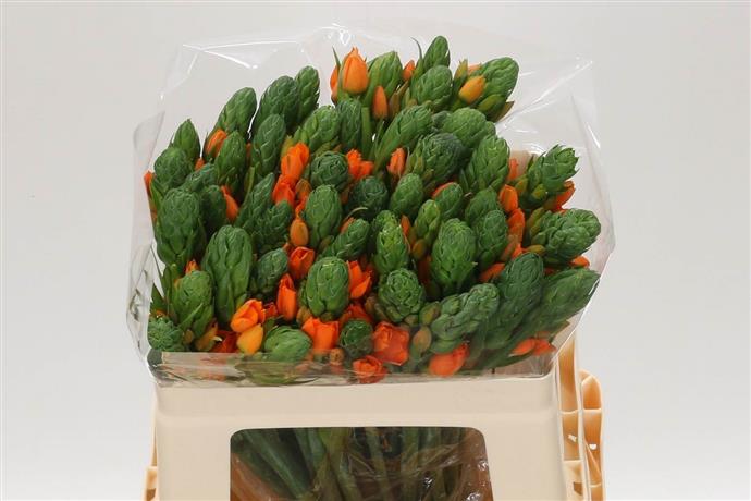 Ornitogalum Du Sunshine ( Oranje ) (Орнитогалум Ду Саншайн оранж) В45
