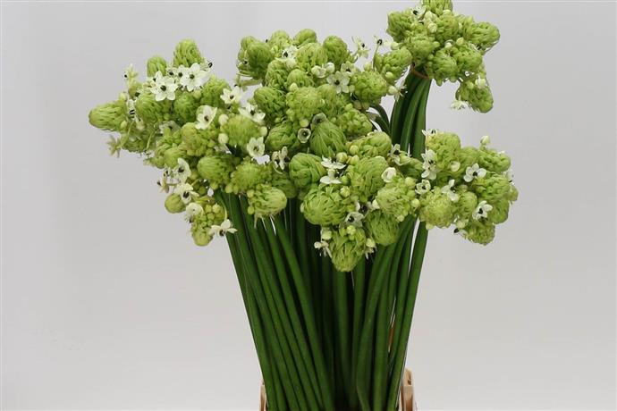 Ornithogalum Saundersiae (Орнитогалум Саундерсай) В75