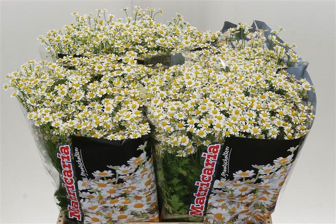 Tanacetum Pa Kamilla (Танацетум Па Камилла) В60