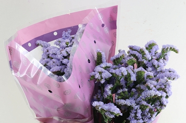 Limonium S Donau Birds (Лимониум Статица Дона Бердс) В60