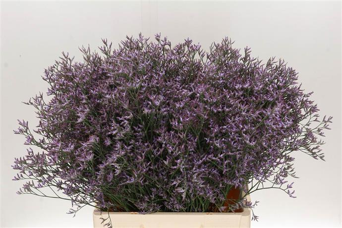 Limonuim Safari Lilac (Лимониум Сафари Лилак) В60