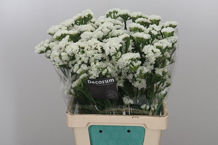 Statice white starlight wings (Статица Вайт Старлайт вингс) В60