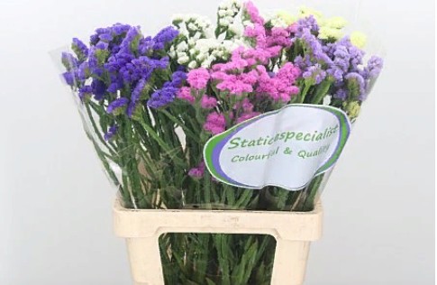 Limonium S Gemengd Scented (Лимониум Статица Геменгд Сцентед)В75