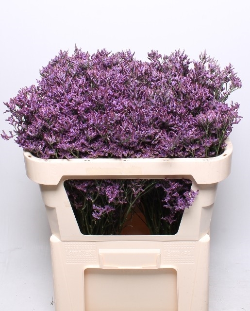 Limonium Piuma Dark (Лимониум Пиума Дарк) В45