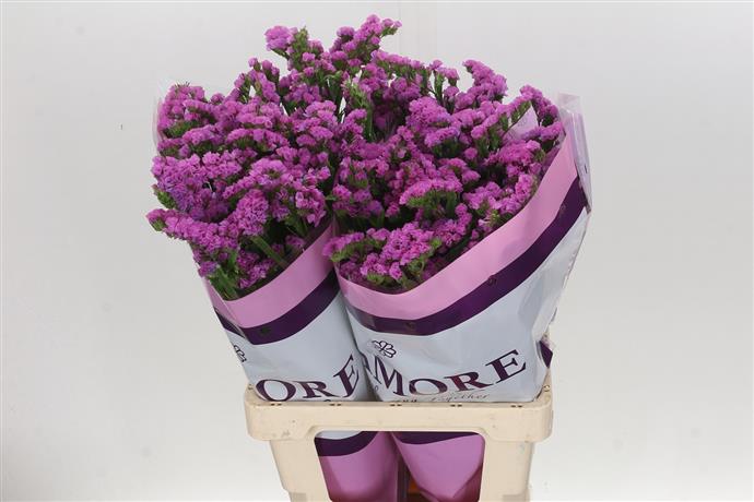 Limonium S Rosa Sun Birds (Лимониум С Роза Сан Бердс) В55