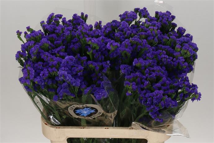 Limonium Statice Blue (Лимониум Статица Блу) В80