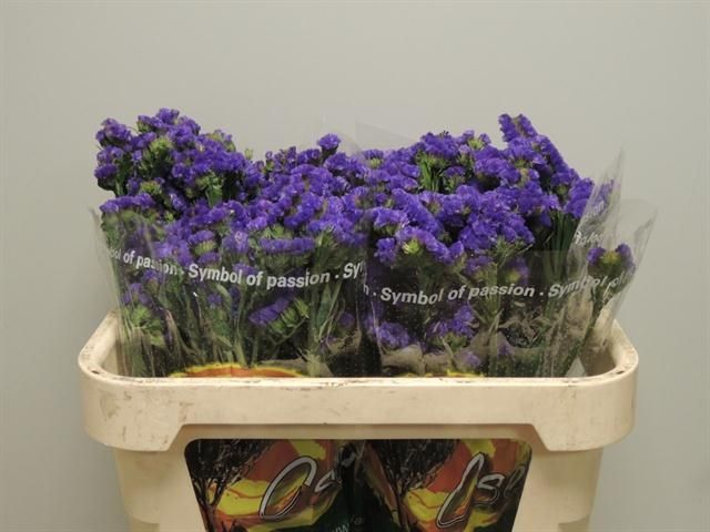 Statice Crystal Dark Blue (Статица Кристал Дарк Блу) В45