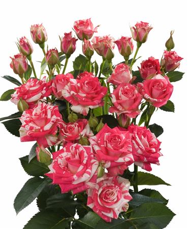 Rosa Tr Fireworks (Роза Тр Фаерворкс) В60