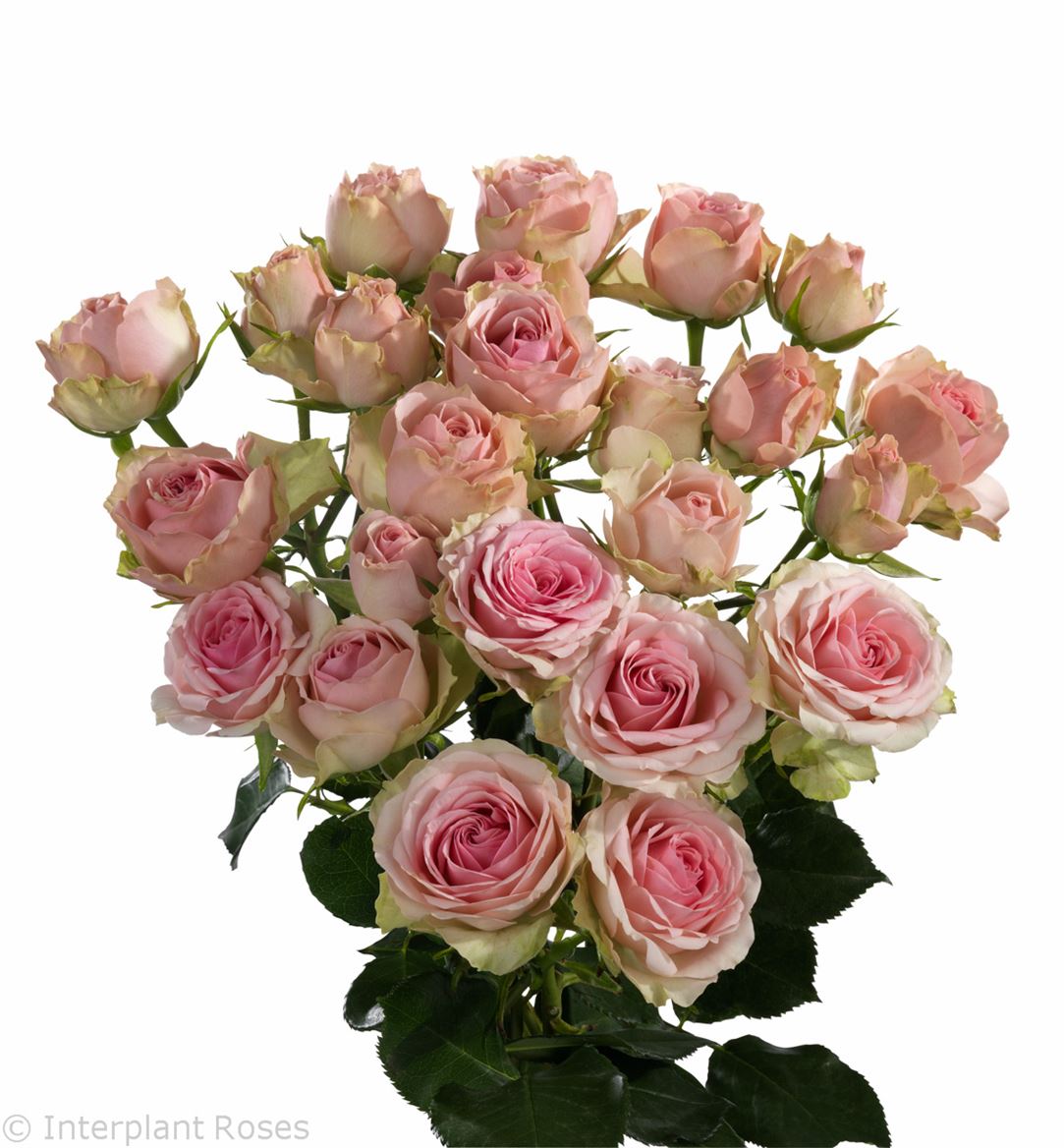 Rosa Tr Dinara (Роза Тр Динара) В60