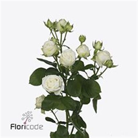 Rosa Tr Miss Bombastic (Роза Тр Мисс Бомбастик) В70
