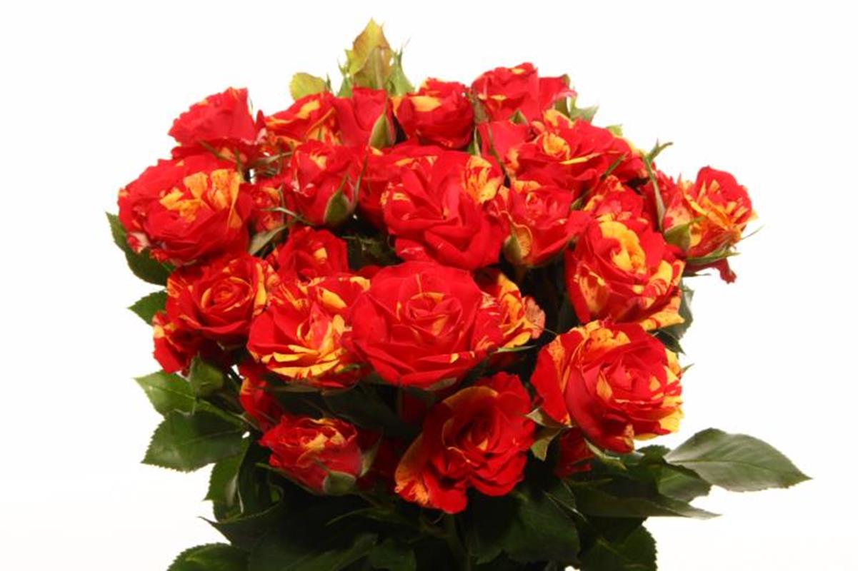 Rosa tr fire flash(Роза тр. Фаер Флеш) В70