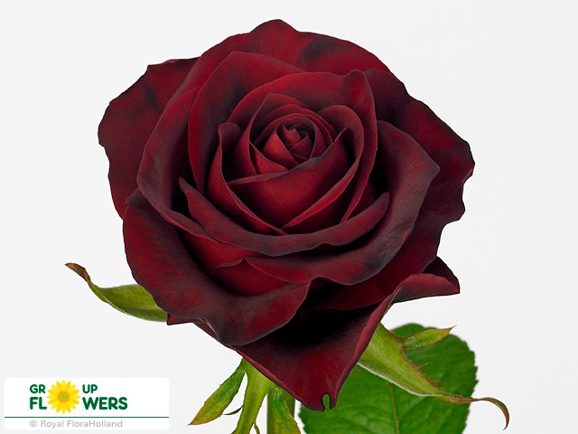 Rosa Gr Gladiator (Роза Гр Гладиатор) В50