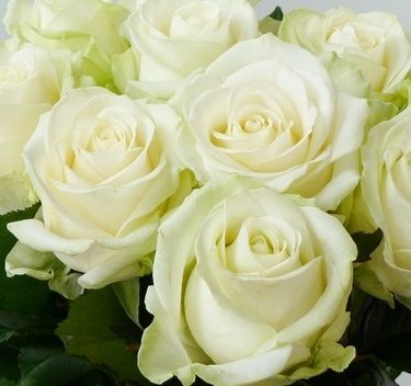 Rosa Gr Avalanche (Роза Гр Аваланж) B60 Ступино