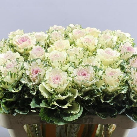 Brassica Empire Arina (Брассика Эмпаир Арина) В60