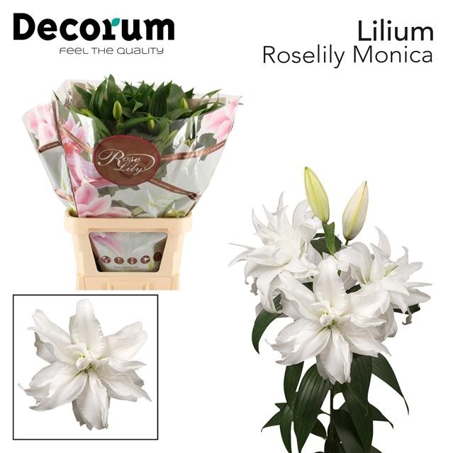 Lilium or dbl monica (Лилия ор дбл Моника) В110