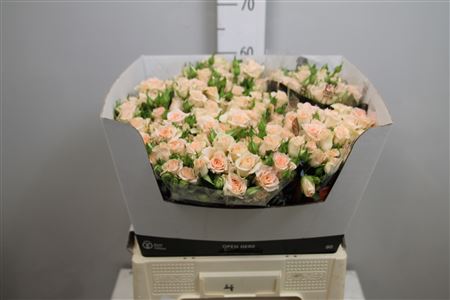 Rosa Tr Sweet Sara (Роза Тр Свит Сара) В60
