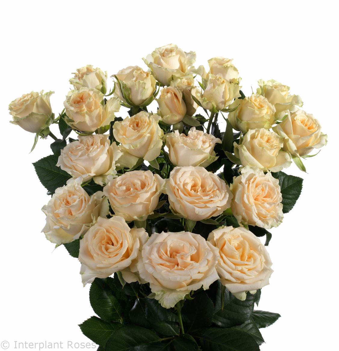 Rosa Tr Salinero (Роза Тр Салинеро) В60