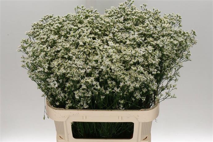 Limonium Sin White Diamon (Лимониум Син Вайт Диамон) В70