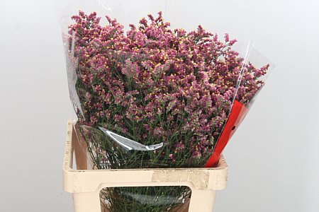 Limonium Sin Scarlet Dia (Лимониум Син Скарлет Диа) В65