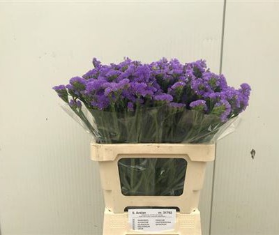 Limonium S Girlie Wings (Лимониум Статица Гирли Вингс) В75