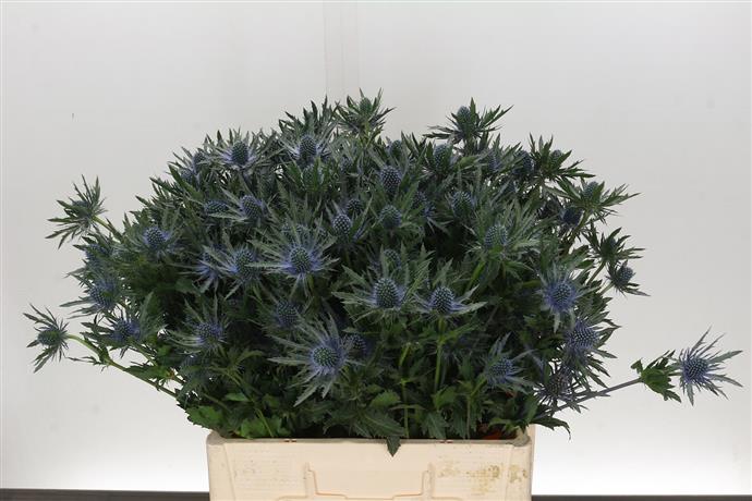 Eryngium Orion (Эрингиум Орион) В40
