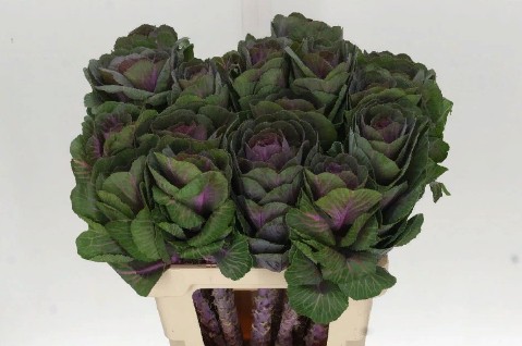 Brassica Crane Rose (Брассика Кране Роус) В55