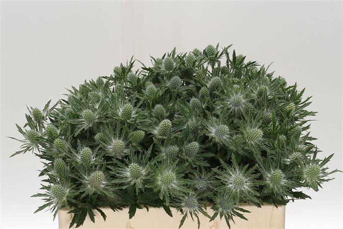 Eryngium Sirius Questar (Эрингиум Сириус квестар) В60
