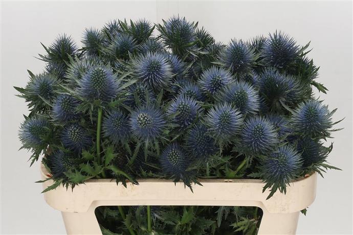 Eryngium Magnetar Qstar (Эрингиум Магнетар Квестар) В50