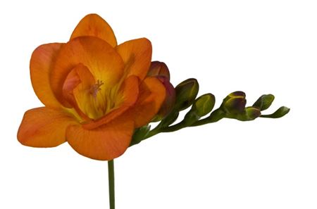 Freesia Du Orange Painted (Фрезия Ду Оранж Пейнтед)