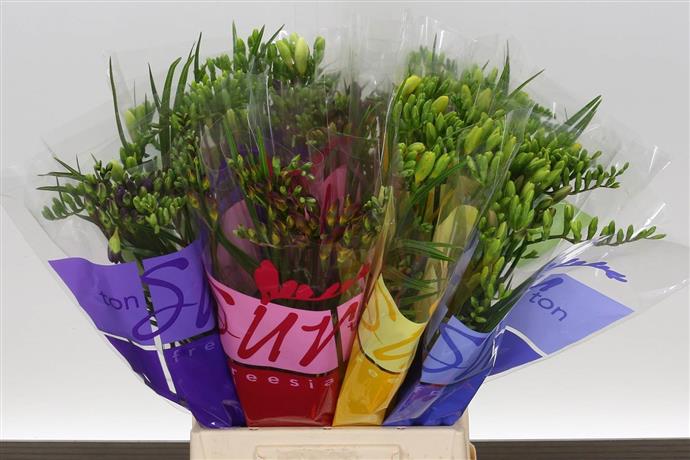 Freesia Du Mixed (Фрезия Ду Миксед)