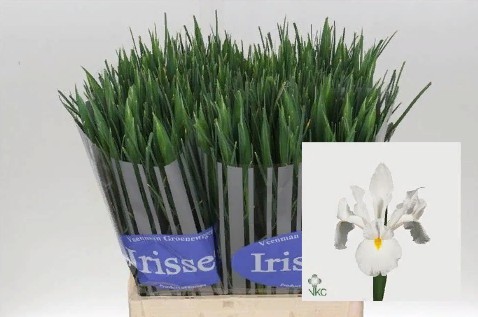 Iris White Magic (Ирис Вайт Мэджик) В65