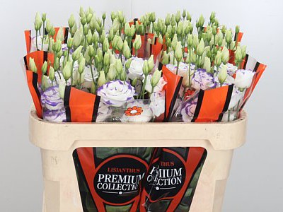 Eustoma Du Excal White Blue (Эустома ду Экскал Вайт Блу) В75